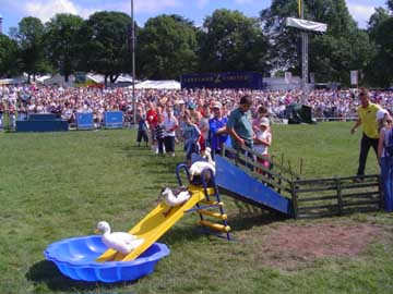 Family Fun Days Ltd